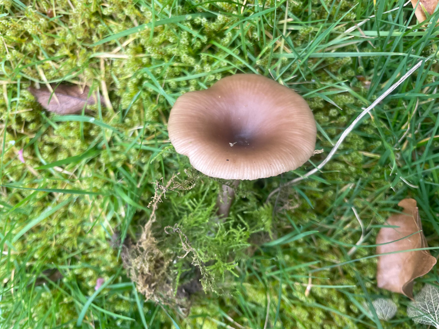Photo © Sarah Ebdon Pseudoclitocybe cf. expallens by Sarah Ebdon